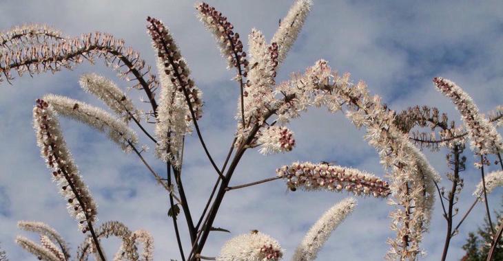 Actaea simplex 'Atropurpurea'
